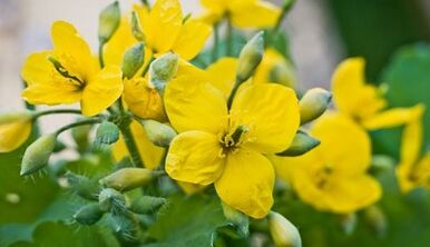 Ceylonin treats fungi